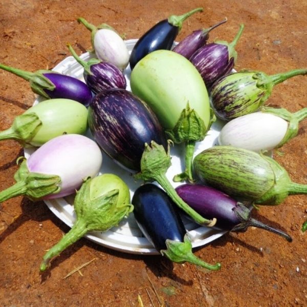 Brinjal Combopod â TERRABEAN