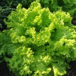 Lettuce Green